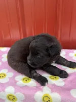 dallyanna, a female Aussiedoodle for sale in Benton, MO – 2 of 3