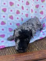 ellie, a female Poodle - Toy  for sale in Benton, MO – Photo 1 of 6