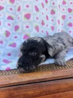 ellie, a female Poodle - Toy  for sale in Benton, MO – Photo 2 of 6