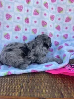 ellie, a female Poodle - Toy  for sale in Benton, MO – Photo 6 of 6