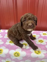 cocoa, a female Aussiedoodle for sale in Benton, MO – 3 of 3