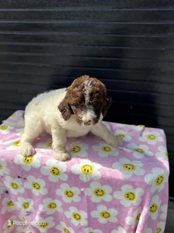 jewwlels – Aussiedoodle puppy for sale in Benton, MO