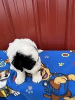 oreo, a male Aussiedoodle for sale in Benton, MO – 4 of 4