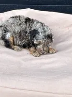 Popcorn, a male Poodle - Toy  for sale in Benton, MO – 3 of 4
