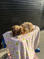 elsie, a female Miniature Aussiedoodle for sale in Benton, MO – 4 of 4