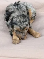 Sugar, a female Poodle - Toy  for sale in Benton, MO – 3 of 3