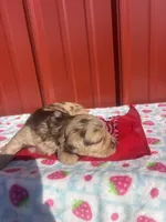 beownie, a female Yorkipoo for sale in Benton, MO – Photo 5 of 5