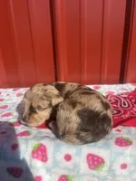 beownie, a female Yorkipoo for sale in Benton, MO – Photo 4 of 5