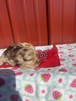 beownie, a female Yorkipoo for sale in Benton, MO – Photo 3 of 5