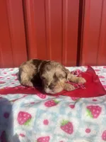 beownie, a female Yorkipoo for sale in Benton, MO – Photo 1 of 5