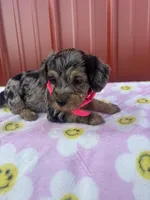 malibu, a female Yorkipoo for sale in Benton, MO – Photo 2 of 3