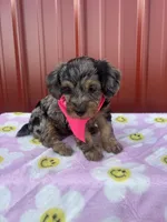 malibu, a female Yorkipoo for sale in Benton, MO – Photo 1 of 3