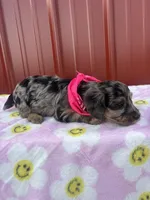 malibu, a female Yorkipoo for sale in Benton, MO – Photo 3 of 3