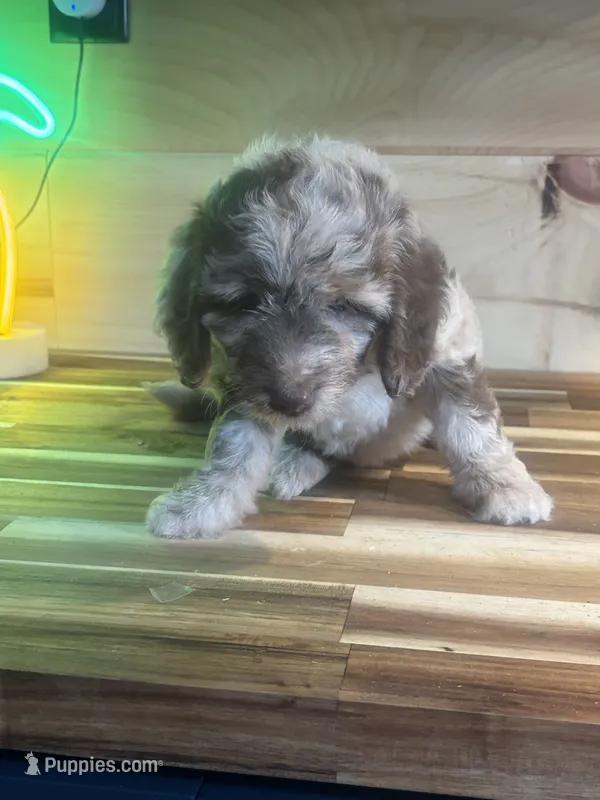 elsie – Aussiedoodle puppy for sale in Benton, MO