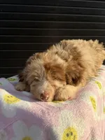 elsie, a female Miniature Aussiedoodle for sale in Benton, MO – 3 of 4