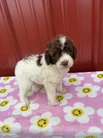 jewwlels, a female Aussiedoodle for sale in Benton, MO – 2 of 3