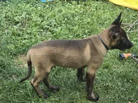Kafi, a male Belgian Malinois for sale in Dover, PA – 3 of 7