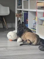 Kafi, a male Belgian Malinois for sale in Dover, PA – 5 of 7