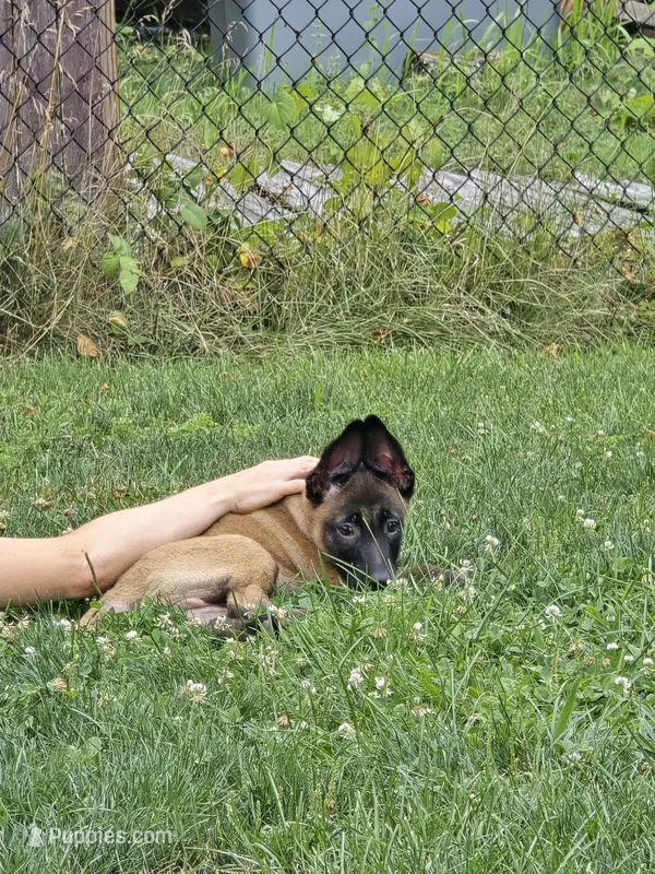 Kafi – Belgian Malinois puppy for sale in Dover, PA