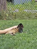 Kafi, a male Belgian Malinois for sale in Dover, PA – 1 of 7