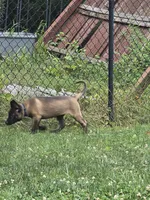 Kafi, a male Belgian Malinois for sale in Dover, PA – 4 of 7