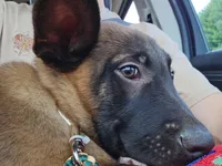 Kafi, a male Belgian Malinois for sale in Dover, PA – 7 of 7