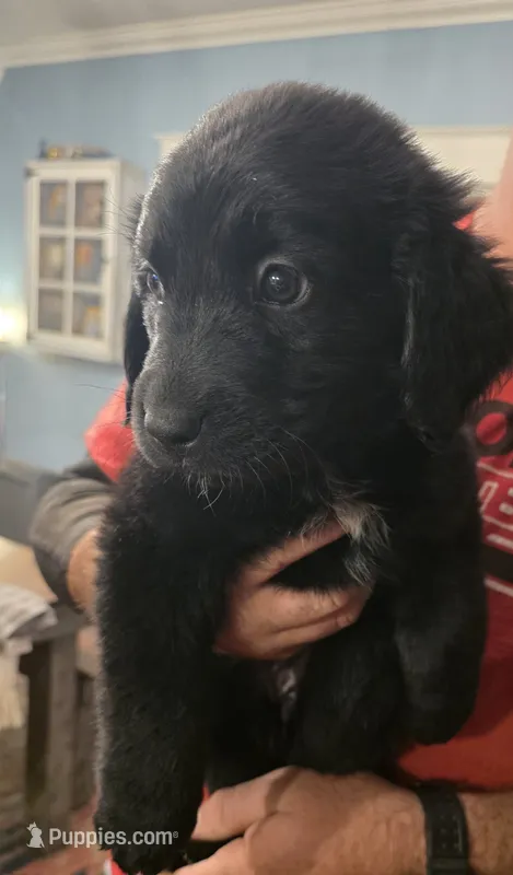 Lady #2 – Bernese Mountain Dog, Newfoundland puppy for sale in Nokomis, IL