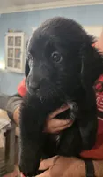 Lady #2, a female Bernese Mountain Dog and Newfoundland for sale in Nokomis, IL – 1 of 1