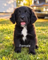 Girl Pup!, a female Bernese Mountain Dog and Newfoundland for sale in Nokomis, IL – 1 of 1