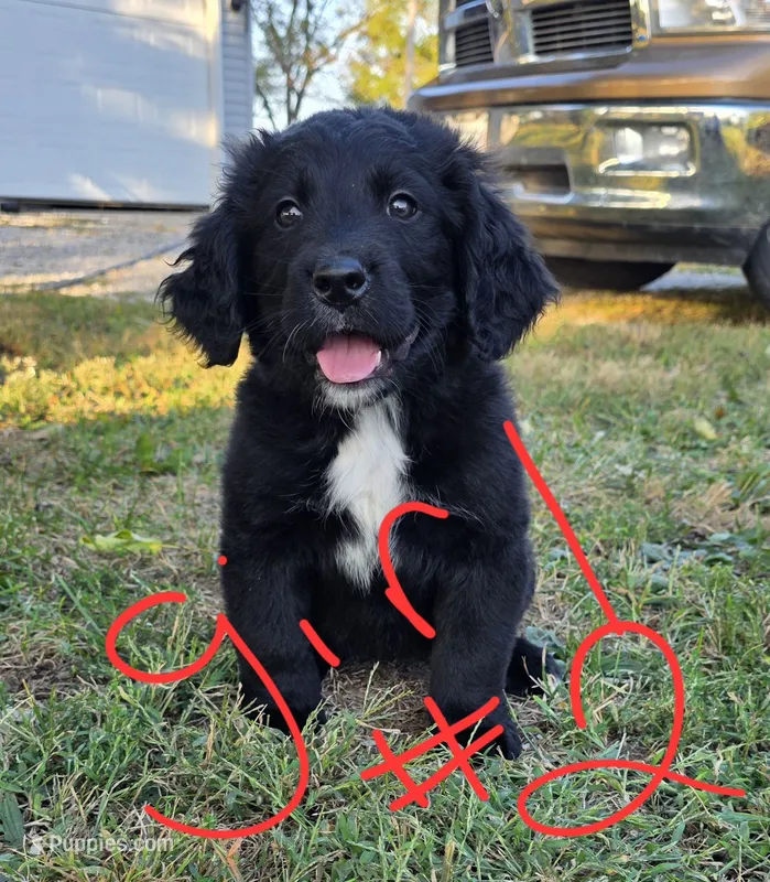 Lady #2 – Bernese Mountain Dog, Newfoundland puppy for sale in Nokomis, IL