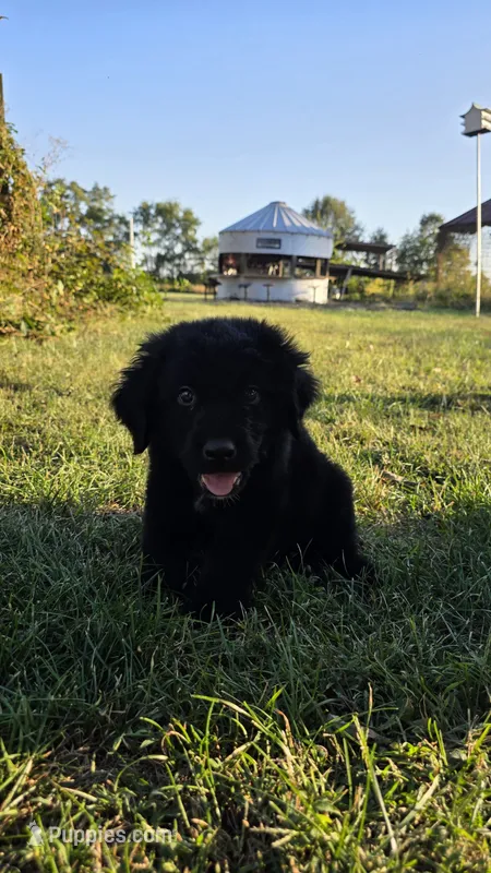 Lady #1 – Bernese Mountain Dog, Newfoundland puppy for sale in Nokomis, IL
