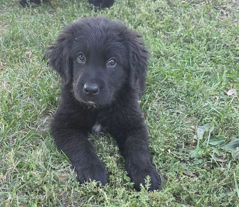 Girl Pup! – Bernese Mountain Dog, Newfoundland puppy for sale in Nokomis, IL