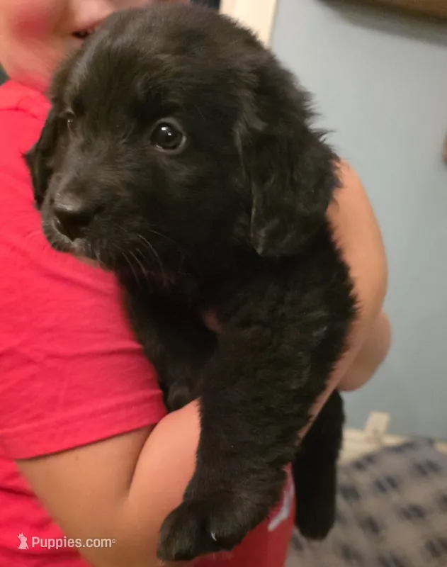 Lady #1 – Bernese Mountain Dog, Newfoundland puppy for sale in Nokomis, IL