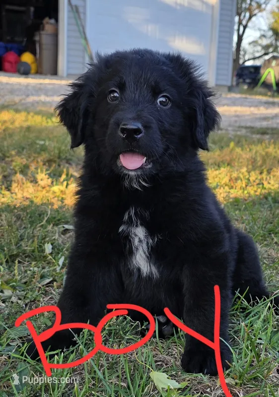 Boy #1 – Bernese Mountain Dog, Newfoundland puppy for sale in Nokomis, IL