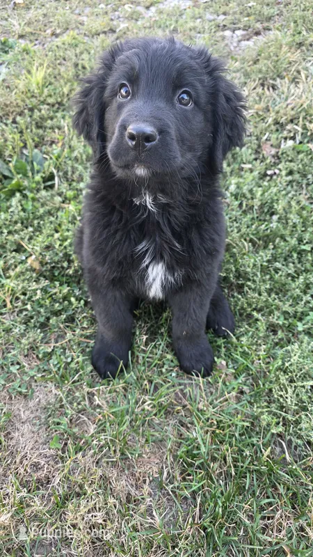 Boy Pup – Bernese Mountain Dog, Newfoundland puppy for sale in Nokomis, IL