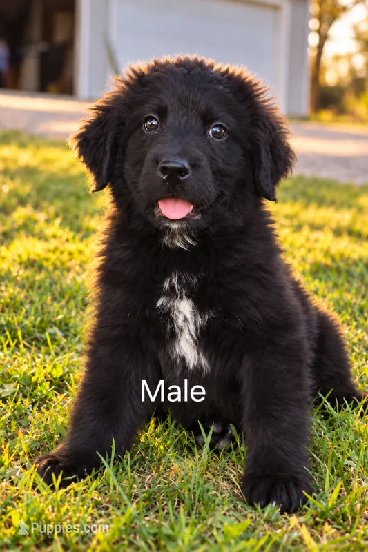 Boy Pup – Bernese Mountain Dog, Newfoundland puppy for sale in Nokomis, IL