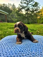 Choco, a male Cocker Spaniel for sale in Hanceville, AL – 5 of 5