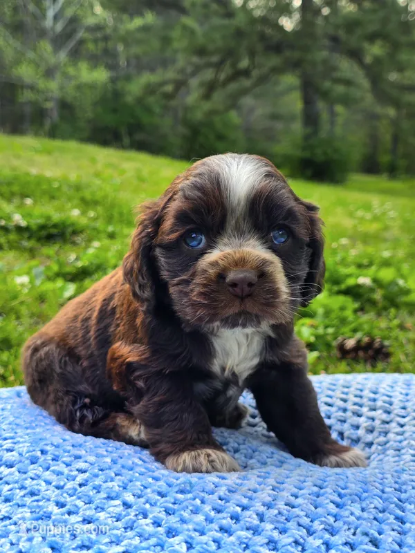 Choco – Cocker Spaniel puppy for sale in Hanceville, AL