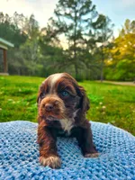 Choco, a male Cocker Spaniel for sale in Hanceville, AL – 4 of 5