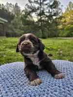 Choco, a male Cocker Spaniel for sale in Hanceville, AL – Photo 4 of 5