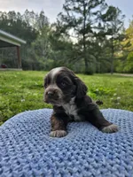 Choco, a male Cocker Spaniel for sale in Hanceville, AL – Photo 2 of 5