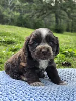 Choco, a male Cocker Spaniel for sale in Hanceville, AL – Photo 1 of 5