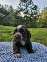 Choco, a male Cocker Spaniel for sale in Hanceville, AL – Photo 3 of 5
