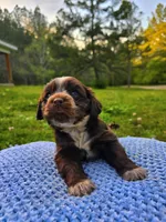 Choco, a male Cocker Spaniel for sale in Hanceville, AL – 2 of 5