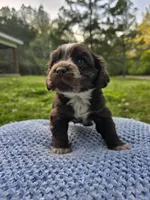 Choco, a male Cocker Spaniel for sale in Hanceville, AL – Photo 5 of 5