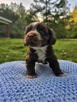 Choco, a male Cocker Spaniel for sale in Hanceville, AL – 3 of 5