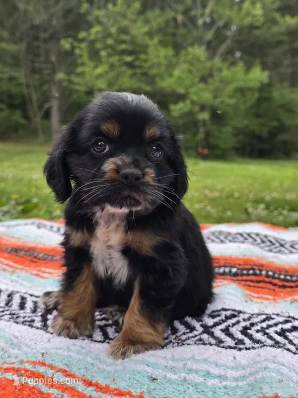 Daisy – Cocker Spaniel puppy for sale in Hanceville, AL