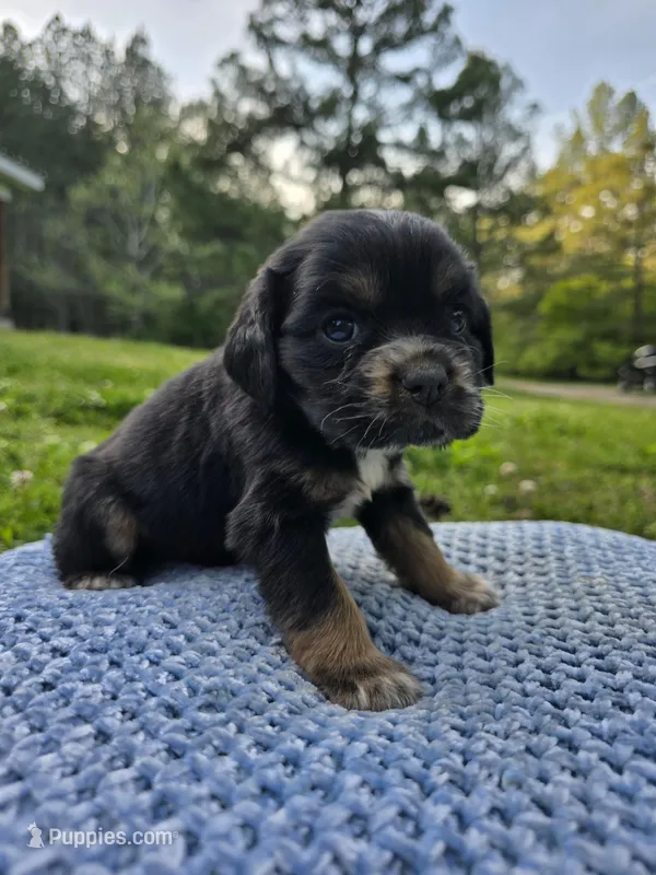 Daisy, a female Cocker Spaniel for sale in Hanceville, AL – Photo 1 of 1