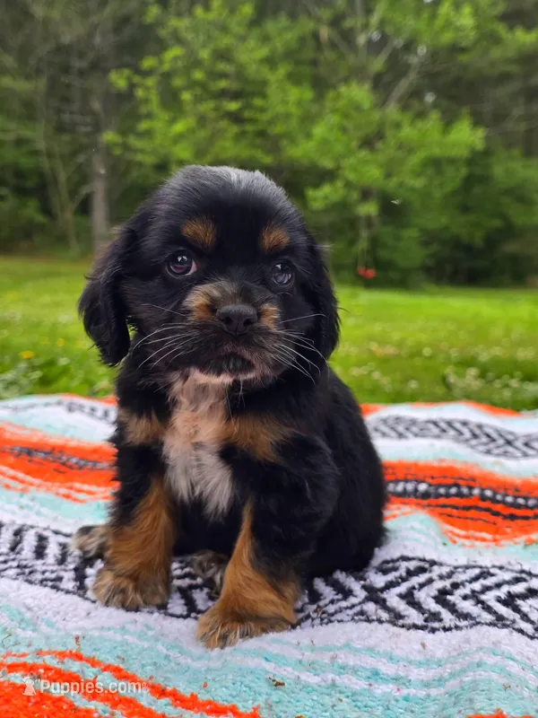 Daisy – Cocker Spaniel puppy for sale in Hanceville, AL