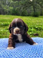Brownie, a male Cocker Spaniel for sale in Hanceville, AL – 5 of 5